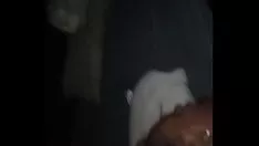 Jouer Pawg fourré